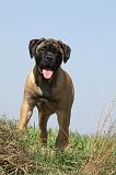 BULLMASTIFF 367